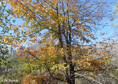 Nothofagus macrocarpa