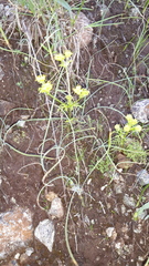 Lomatium utriculatum