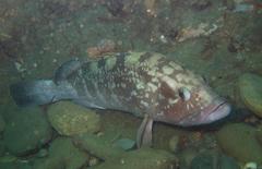 Dusky Grouper photo 5