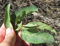 Ficus cordata cordata