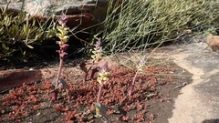 Lachenalia membranacea