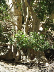 Ficus cordata cordata