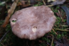 Lactarius trivialis