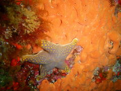 Callopatiria formosa