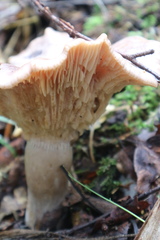 Lactarius trivialis