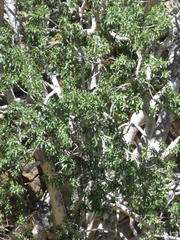 Ficus cordata cordata