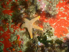 Callopatiria formosa