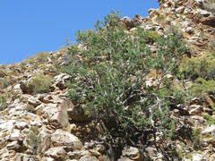 Ficus cordata cordata