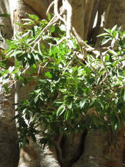 Ficus cordata cordata