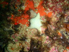 Callopatiria formosa