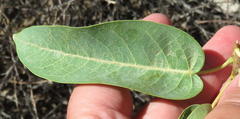 Ficus cordata cordata