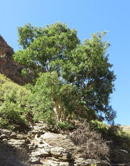Ficus cordata cordata
