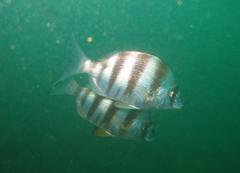 Diplodus hottentotus