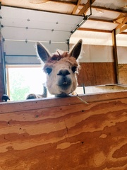 Lama