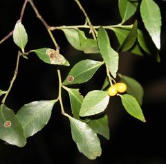 Maytenus acuminata acuminata