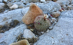 Mammillaria dioica