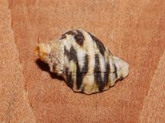 Nucella dubia
