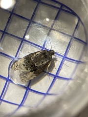 Apotomis betuletana