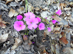 Oxalis arenaria