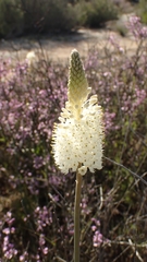 Bulbinella eburniflora