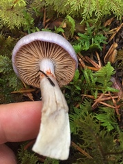 Cortinarius salor