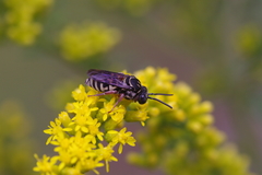 Triepeolus pectoralis