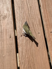 Vireo olivaceus