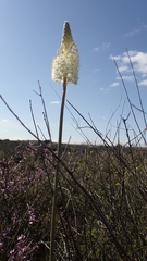 Bulbinella eburniflora