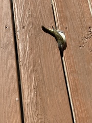 Vireo olivaceus