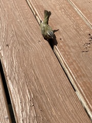 Vireo olivaceus
