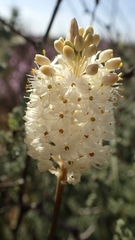 Bulbinella eburniflora