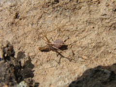 Pholcus opilionoides