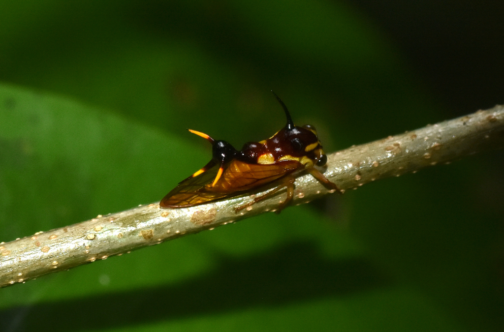Heteronotus armatus