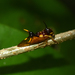 Heteronotus armatus - Photo (c) Elendil Cocchi, algunos derechos reservados (CC BY-NC), subido por Elendil Cocchi