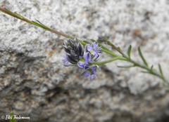 Polygala gnidioides