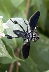 Trichopoda lanipes