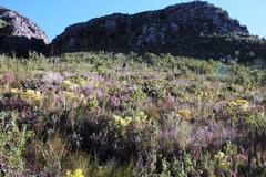 Erica hispidula hispidula