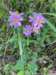 Sabatia capitata