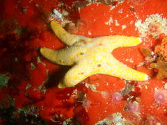 Callopatiria formosa