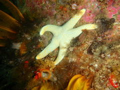 Callopatiria formosa