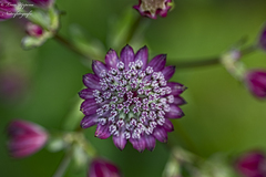 Astrantia major