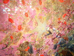 Callopatiria formosa