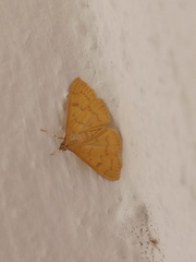 Psara dryalis