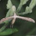 Lioptilodes albistriolatus - Photo (c) Vitaly Charny,  זכויות יוצרים חלקיות (CC BY-NC), הועלה על ידי Vitaly Charny