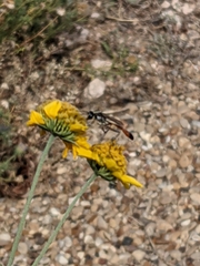 Hymenoptera