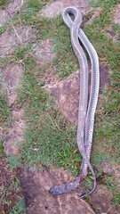 Limaformosa capensis