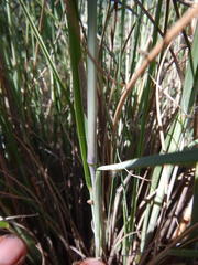 Eragrostis curvula