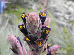 Puya coerulea