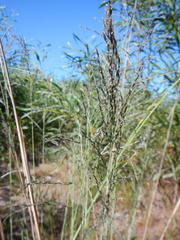 Eragrostis curvula