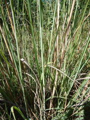 Eragrostis curvula